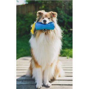 Prepare these things before your start training your dog
